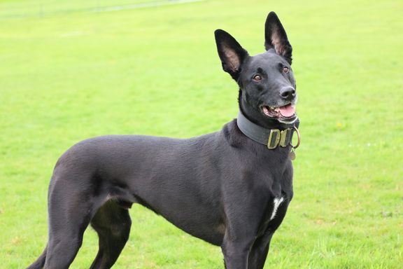 Hundesportverein Sexau e.V. Hund Teo