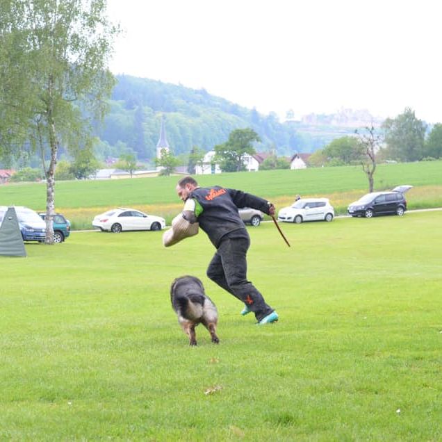 Hund beim Hundesportverein Sexau e.V.