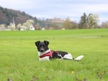Hundesportverein Sexau e.V. am Fuße der Hochburg