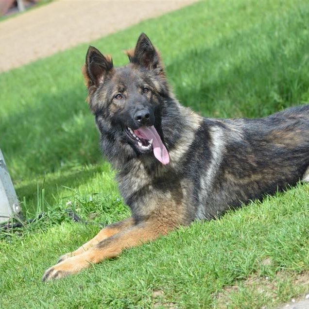 Hundesportverein Sexau e.V.