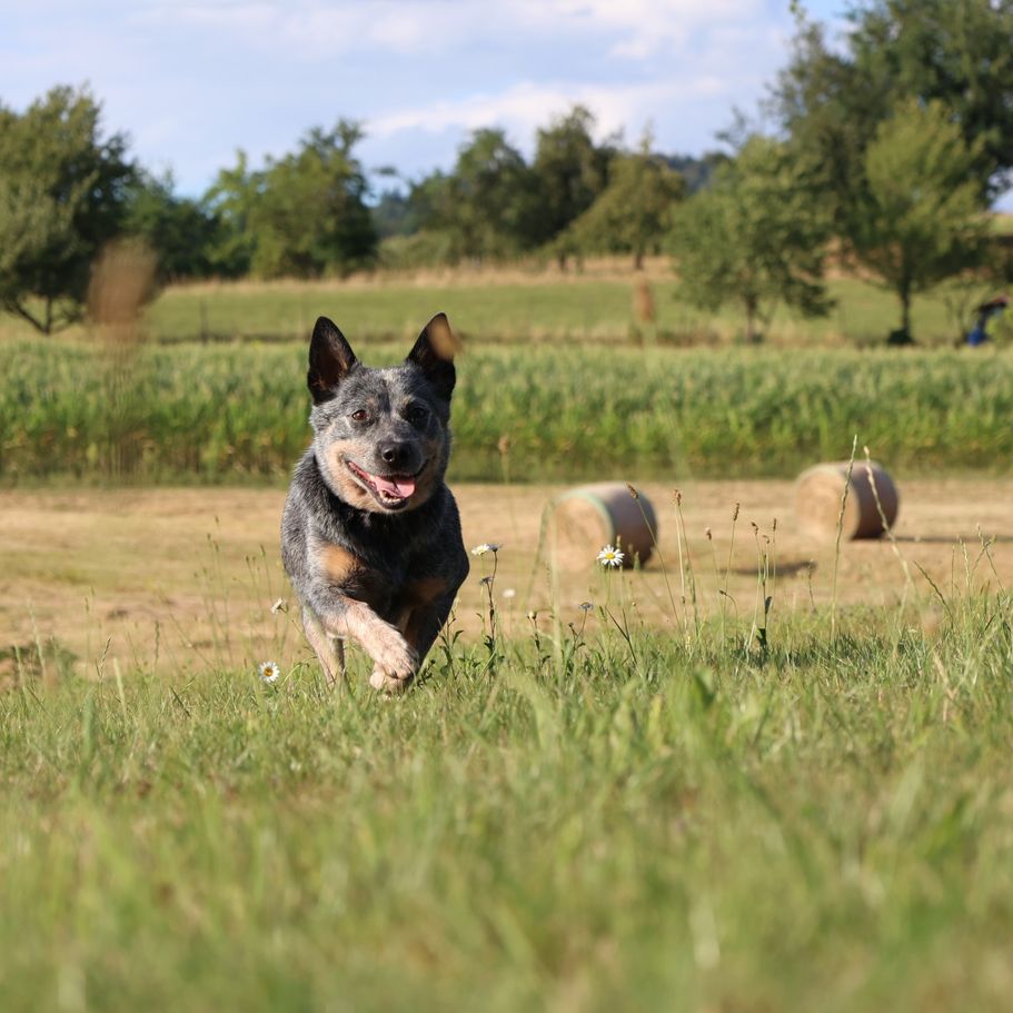 Hundesport in Sexau