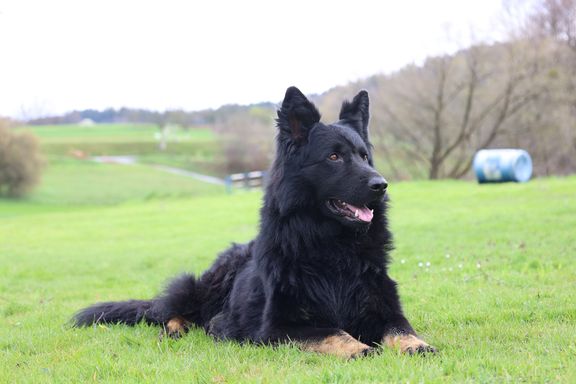 Hundesportverein Sexau e.V. Hund Wolfi