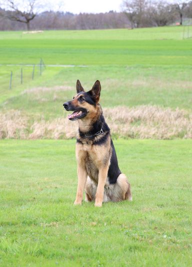 Hundesportverein Sexau e.V. Hund Paul