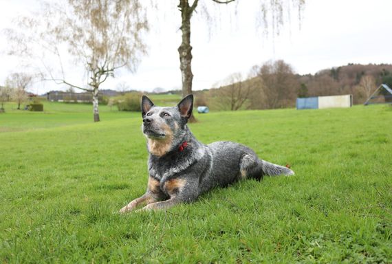 Hundesportverein Sexau e.V. Hund Ayumi