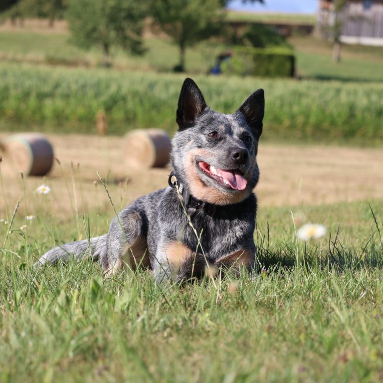 Ralley Obedience beim Hundesportverein Sexau e.V.