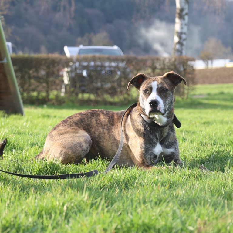 Hundesportverein Sexau e.V.