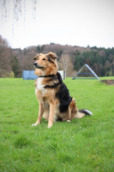Hundesportverein Sexau e.V. Hund