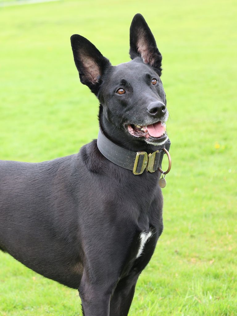 Trainingszeiten beim Hundesportverein Sexau e.V.