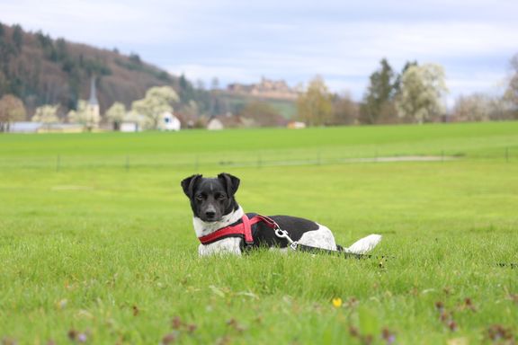 Hundesportverein Sexau e.V. Hund 