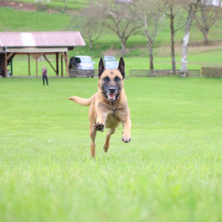 Hund rennt Hundesportverein Sexau e.V.
